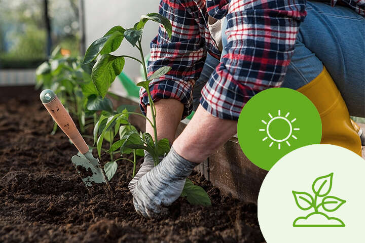 themenwelt fruchtfolge und pflege des hochbeets